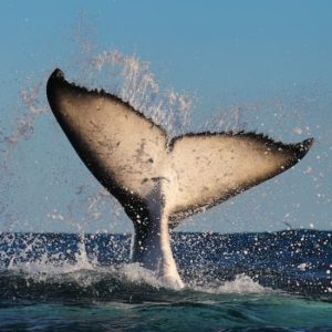 3-Hour Whale Watching Catamaran Cruise in Sydney at Fantasea Cruising, Sydney, Australia OyMy.com Special Offers, Deals & Discounts in Australia