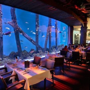 Cairns Aquarium by Twilight with Dinner at Cairns Aquarium, Cairns, Australia OyMy.com Special Offers, Deals & Discounts in Australia