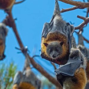 Flying Fox Experience, Thousands of Australia’s Largest Bat at Sydney Harbour Marriott Hotel at Circular Quay, Sydney, Australia OyMy.com Special Offers, Deals & Discounts in Australia