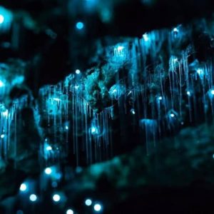 Hinterland Magic & Glow-worm Experience at 80 Jonson St, Byron Bay, Australia OyMy.com Special Offers, Deals & Discounts in Australia
