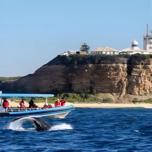 Humpback Whale Encounter Tour from Newcastle at 3-3A Honeysuckle Dr, Newcastle, Australia OyMy.com Special Offers, Deals & Discounts in Australia