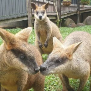 Kuranda Koala Gardens at Kuranda Koala Gardens, Cairns, Australia OyMy.com Special Offers, Deals & Discounts in Australia