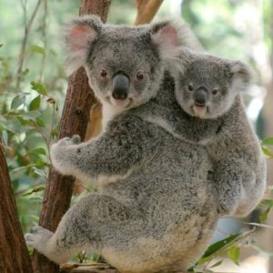 Lone Pine Koala Sanctuary Admission with Brisbane River Cruise at Cultural Centre Public Pontoon, Cultural Centre Boardwalk, Brisbane, Australia OyMy.com Special Offers, Deals & Discounts in Australia