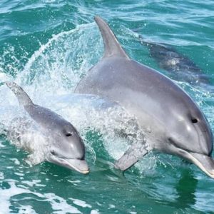 Mandurah Dolphin Cruise & Views at Mandurah Cruises, Mandurah, Australia OyMy.com Special Offers, Deals & Discounts in Australia