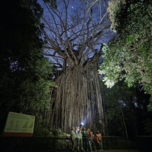 Nocturnal Rainforest & Wildlife Tour from Cairns at Cairns Marina, Cairns, Australia OyMy.com Special Offers, Deals & Discounts in Australia