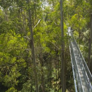 Otway Fly Treetop Walk: Stroll the Magestic Otway Ranges at Otway Fly Treetop Adventures, Melbourne, Australia OyMy.com Special Offers, Deals & Discounts in Australia