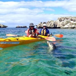 Penguin and Seal Islands Sea Kayaking Experience at Perth Wildlife Encounters, Perth, Australia OyMy.com Special Offers, Deals & Discounts in Australia
