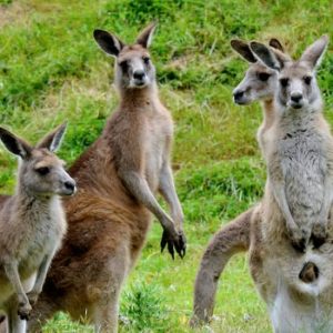 Phillip Island Penguin Parade and Maru Park Animal Sanctuary at Penguin Parade, Melbourne, Australia OyMy.com Special Offers, Deals & Discounts in Australia