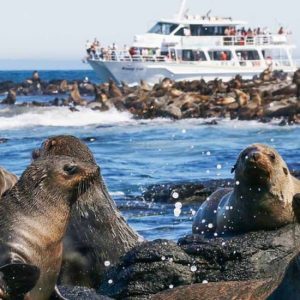 Phillip Island Seal Watching Cruise at Wildlife Coast Cruises, Melbourne, Australia OyMy.com Special Offers, Deals & Discounts in Australia