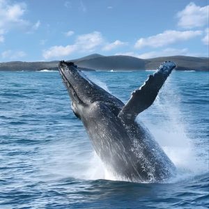 Port Stephens: Whale Watching Cruise at Moonshadow-TQC Cruises Boarding, Newcastle, Australia OyMy.com Special Offers, Deals & Discounts in Australia