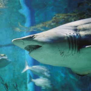 Shark Dive Xtreme at SEA LIFE Melbourne at Sea Life Melbourne Aquarium, Melbourne, Australia OyMy.com Special Offers, Deals & Discounts in Australia
