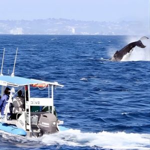 Small Boat Whale Watching Tour in Gold Coast at 95 Marine Parade, Gold Coast, Australia OyMy.com Special Offers, Deals & Discounts in Australia
