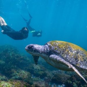 Snorkel with Turtles Gold Coast at 139-151 Chinderah Bay Dr, Gold Coast, Australia OyMy.com Special Offers, Deals & Discounts in Australia