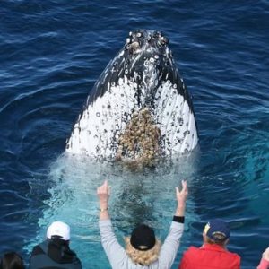 Spirit of Gold Coast Whale Watching at Mariners Cove, Gold Coast, Australia OyMy.com Special Offers, Deals & Discounts in Australia