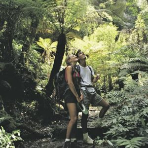 Sunset Blue Mountains Wilderness & Wildlife Tour (Without the Crowds) at 814 George St, Sydney, Australia OyMy.com Special Offers, Deals & Discounts in Australia