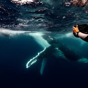 Swim with Whales Gold Coast at 139-151 Chinderah Bay Dr, Gold Coast, Australia OyMy.com Special Offers, Deals & Discounts in Australia