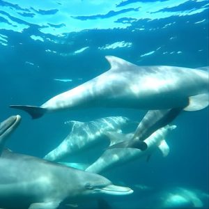Swim with Wild Dolphins Day Tour at Val Street, Perth, Australia OyMy.com Special Offers, Deals & Discounts in Australia