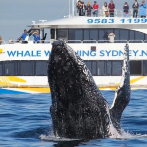 Sydney Harbour: Express Whale Watching Cruise at Fantasea Cruising, Sydney, Australia OyMy.com Special Offers, Deals & Discounts in Australia