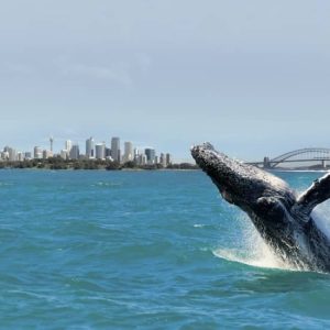 Whale Watching Cruise in Sydney with Breakfast/Lunch at Thunder Jet Boat Sydney, Sydney, Australia OyMy.com Special Offers, Deals & Discounts in Australia