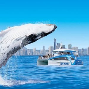 Whale Watching by Sea World Cruises at 130 Seaworld Dr,, Gold Coast, Australia OyMy.com Special Offers, Deals & Discounts in Australia